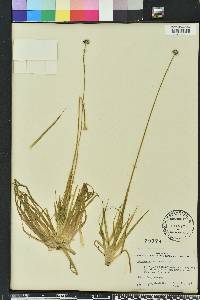 Eriocaulon compressum image