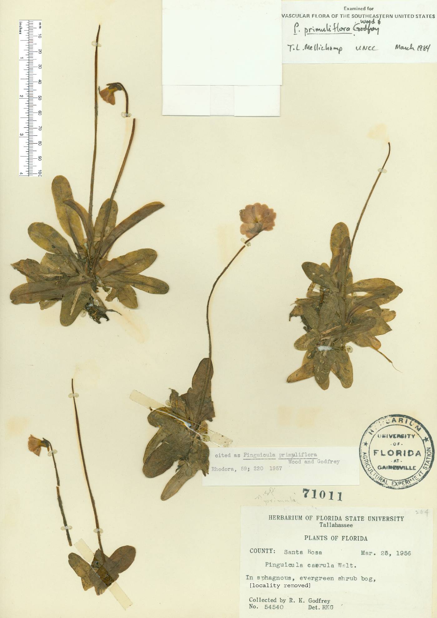 Pinguicula primuliflora image