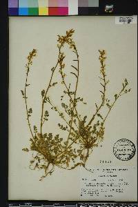 Corydalis micrantha image