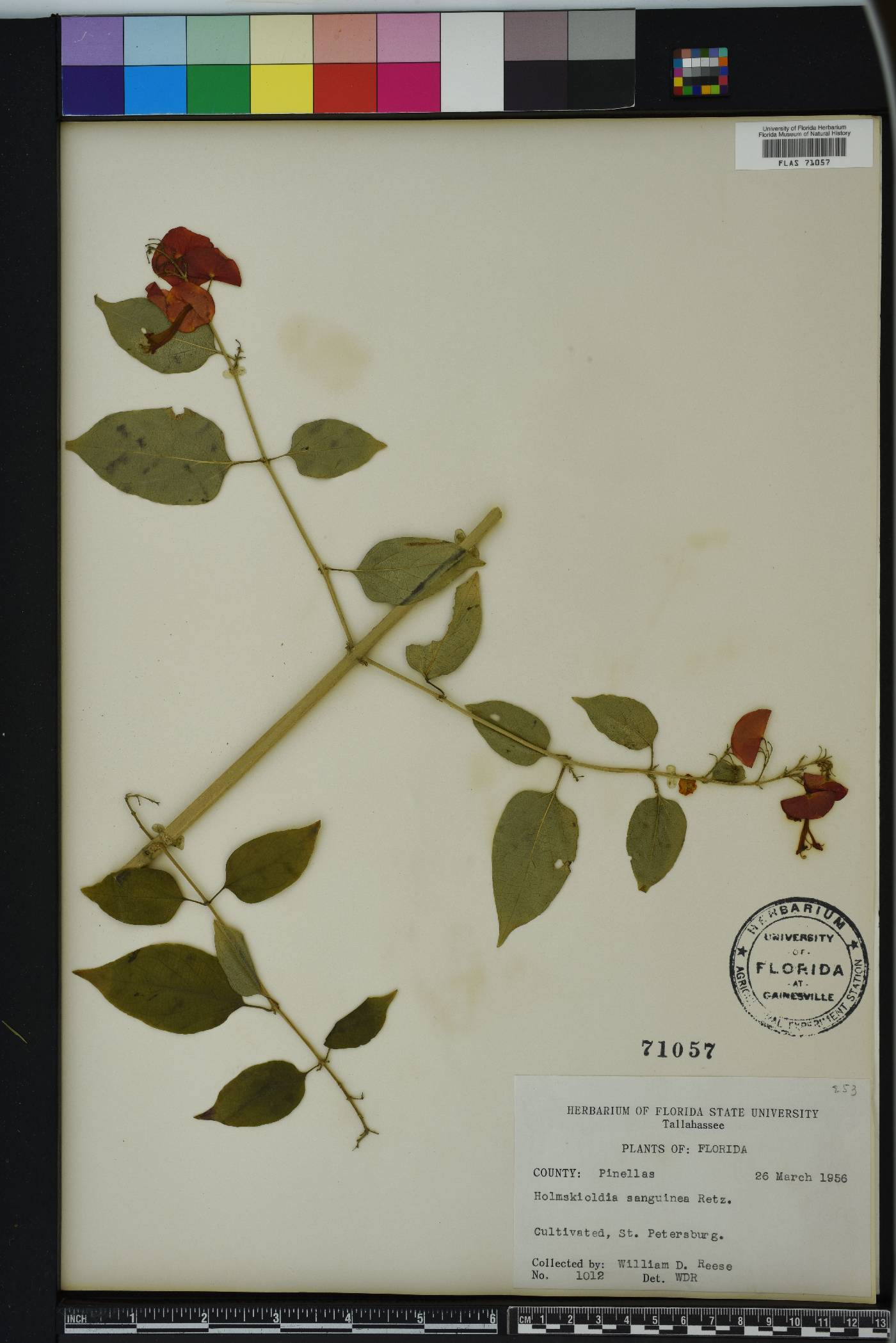 Holmskioldia image