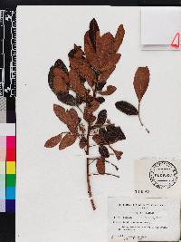 Schinus terebinthifolia image