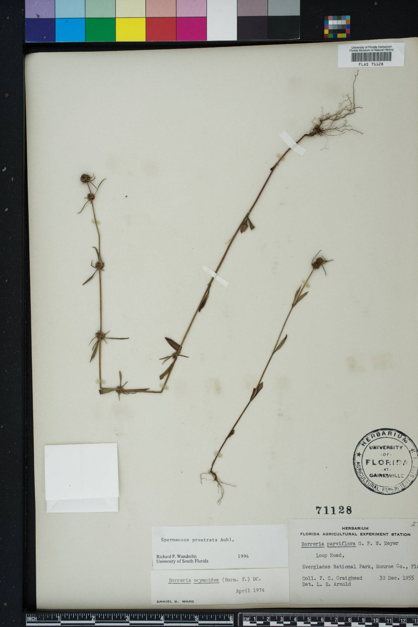 Spermacoce prostrata image