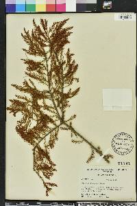 Taxodium ascendens image