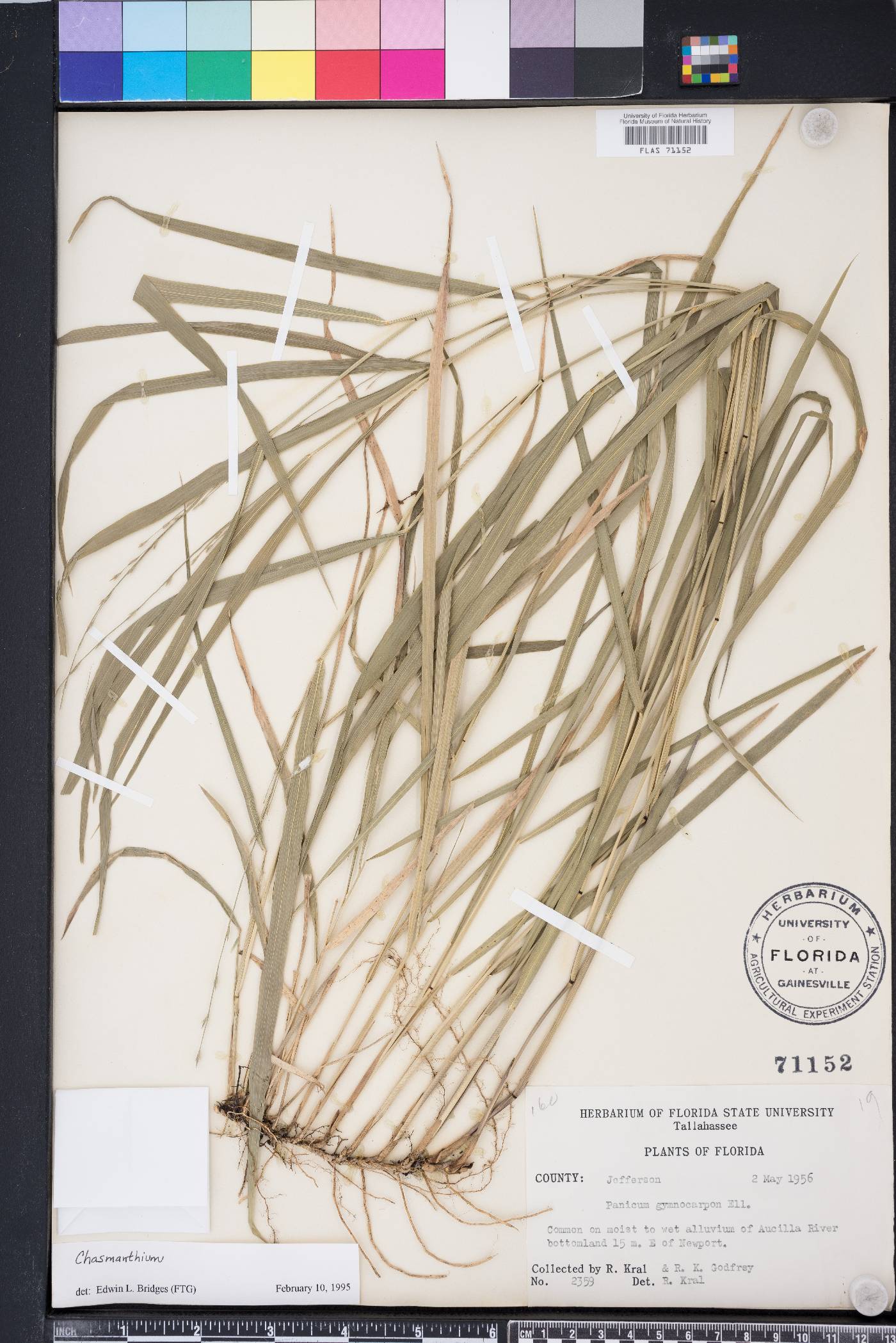 Phanopyrum gymnocarpon image