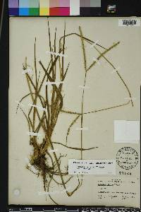 Paspalum notatum image