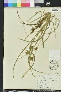 Carex louisianica image