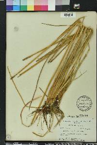 Eleocharis cellulosa image