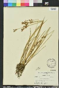 Juncus elliottii image