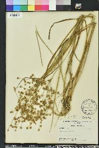 Juncus scirpoides image