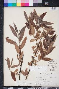 Salix caroliniana image