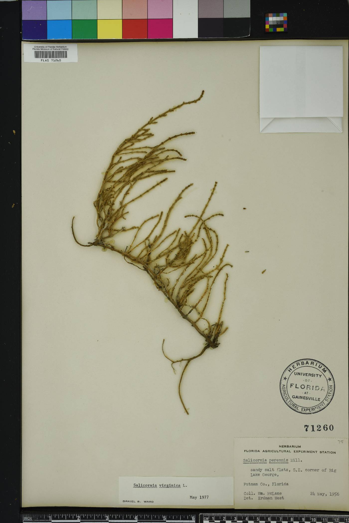 Salicornia ambigua image