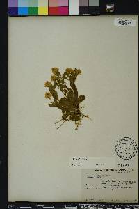 Polygala lutea image