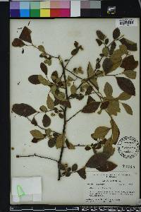 Styrax americanus image