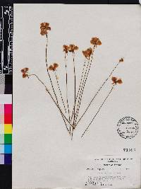 Utricularia cornuta image