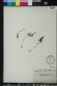 Lobelia feayana image