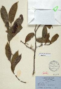 Image of Dulacia guianensis