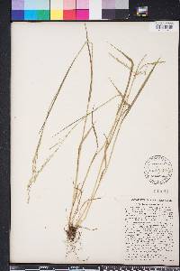 Festuca subverticillata image