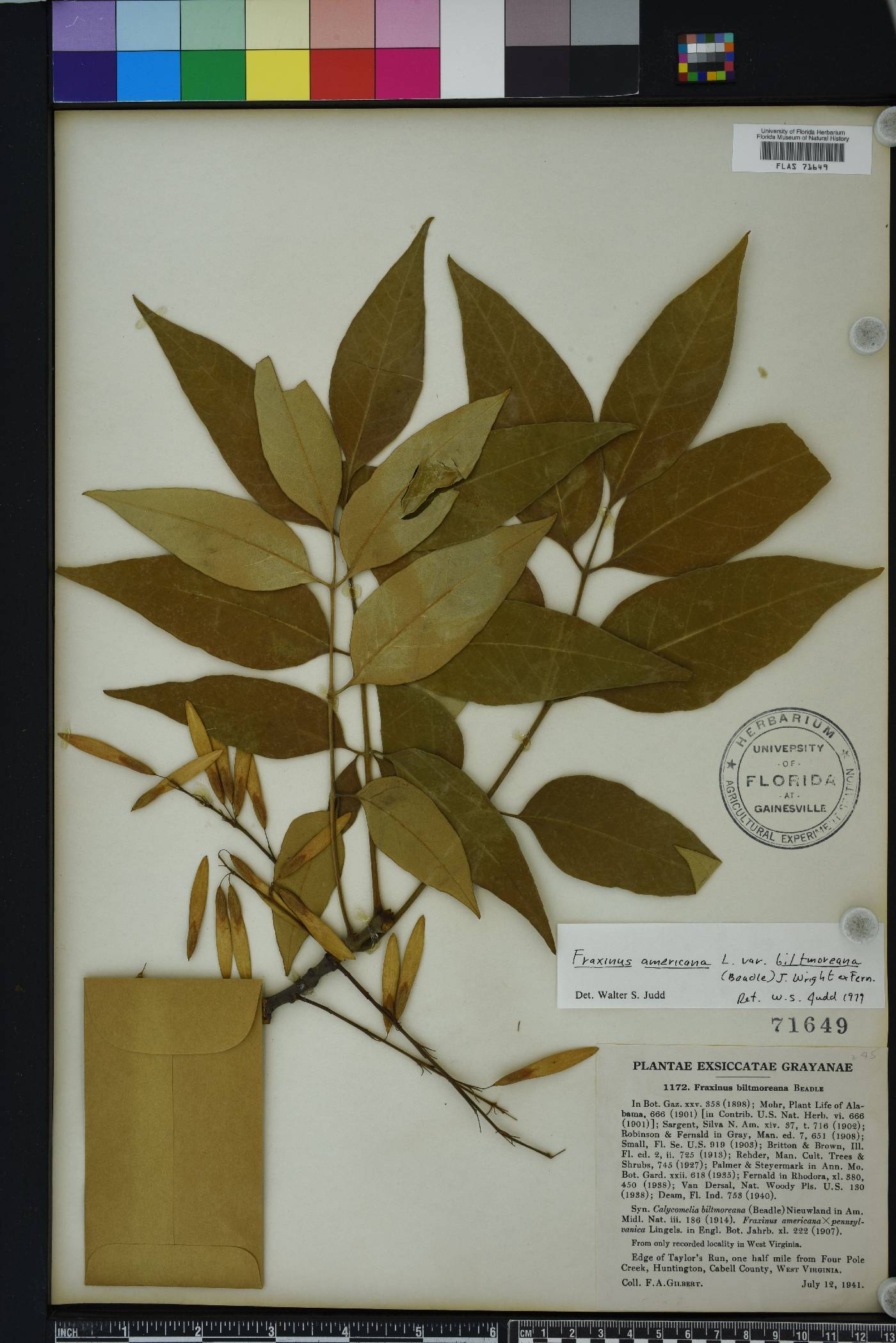 Fraxinus biltmoreana image