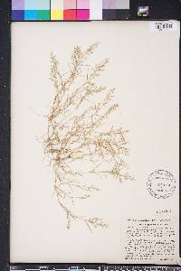 Eragrostis hypnoides image