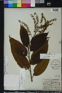 Oxydendrum arboreum image