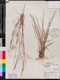 Schizachyrium scoparium var. scoparium image