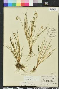 Callisia graminea image