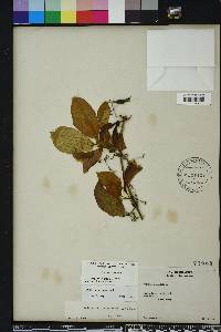 Bignonia capreolata image
