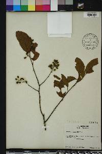 Berchemia scandens image