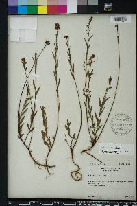 Ludwigia suffruticosa image