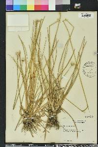 Eriocaulon decangulare image