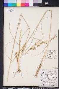 Sorghastrum elliottii image