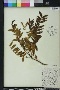 Gleditsia aquatica image