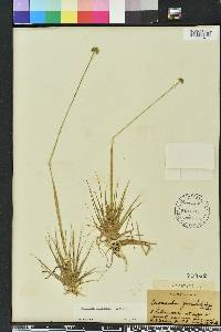 Eriocaulon compressum image