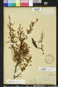 Vachellia farnesiana var. pinetorum image