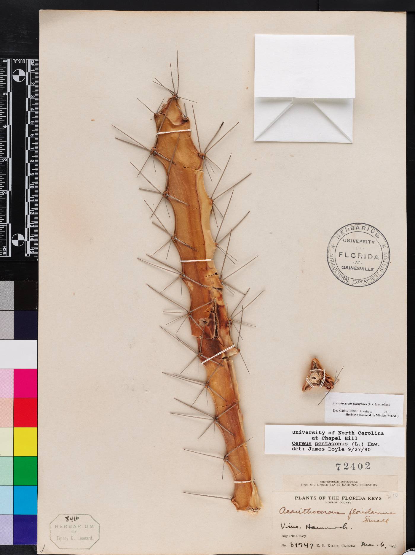 Acanthocereus tetragonus image