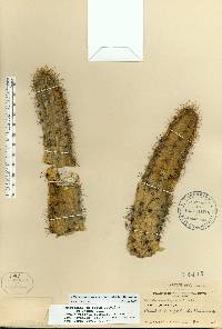 Pilosocereus polygonus image