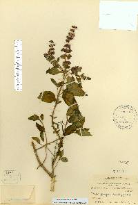 Ocimum campechianum image