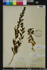 Capraria biflora image