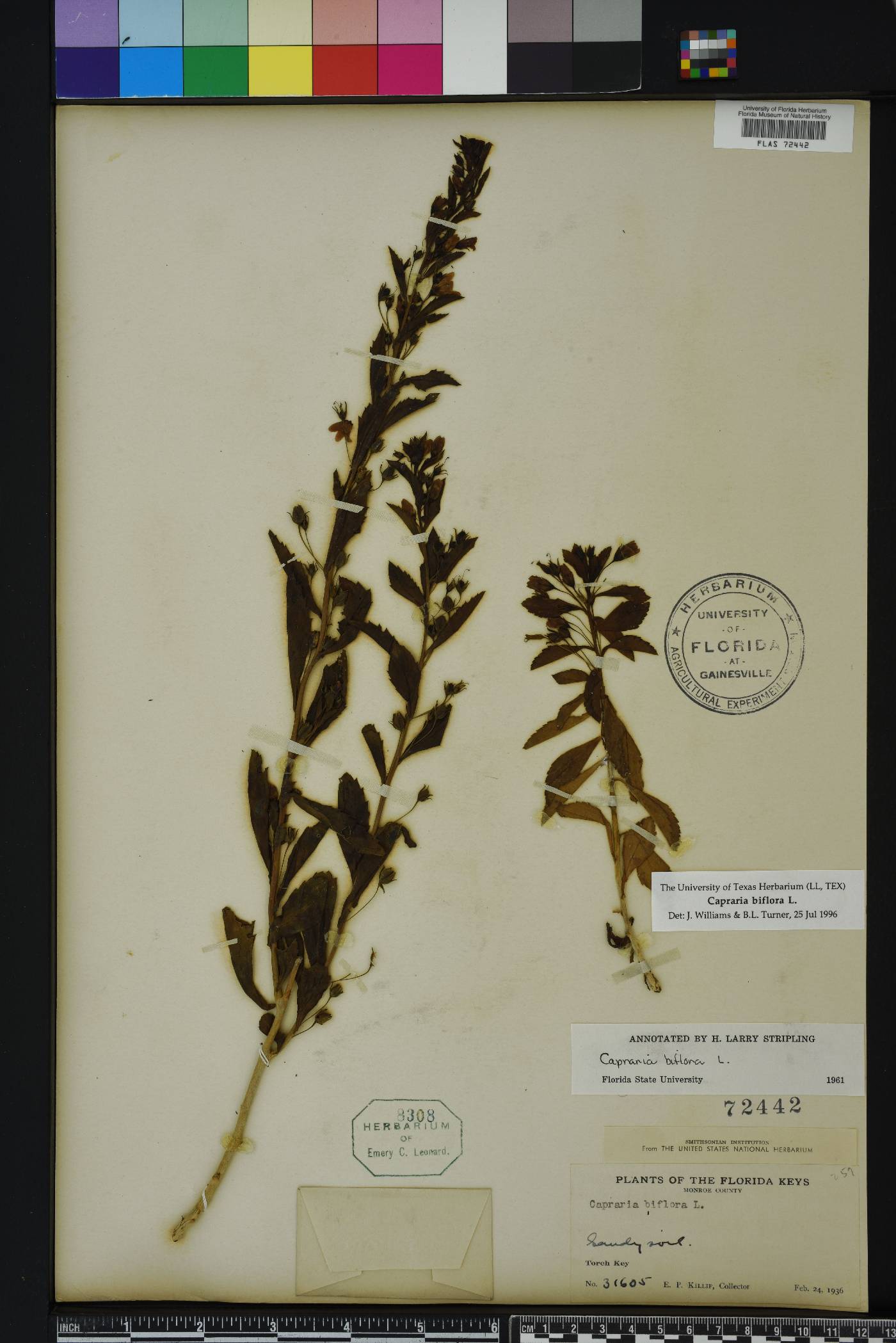 Capraria biflora image