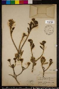 Borrichia arborescens image