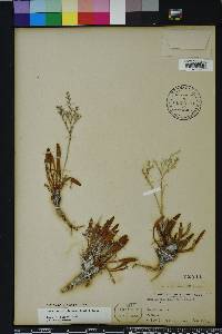 Limonium carolinianum image