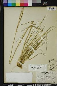 Paspalum notatum image