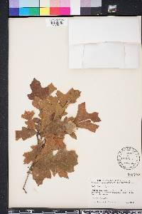 Quercus lyrata image