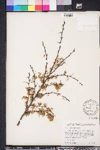 Ulmus alata image