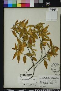 Gelsemium sempervirens image