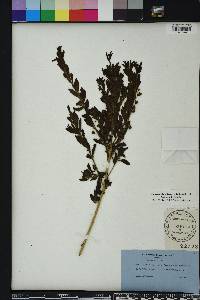 Capraria biflora image