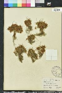 Cyperus cuspidatus image