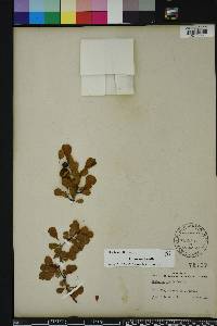 Crataegus michauxii image