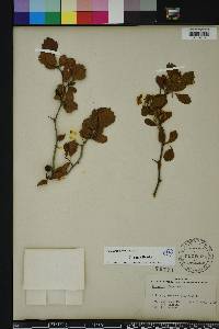 Crataegus michauxii image