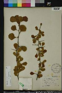 Crataegus michauxii image